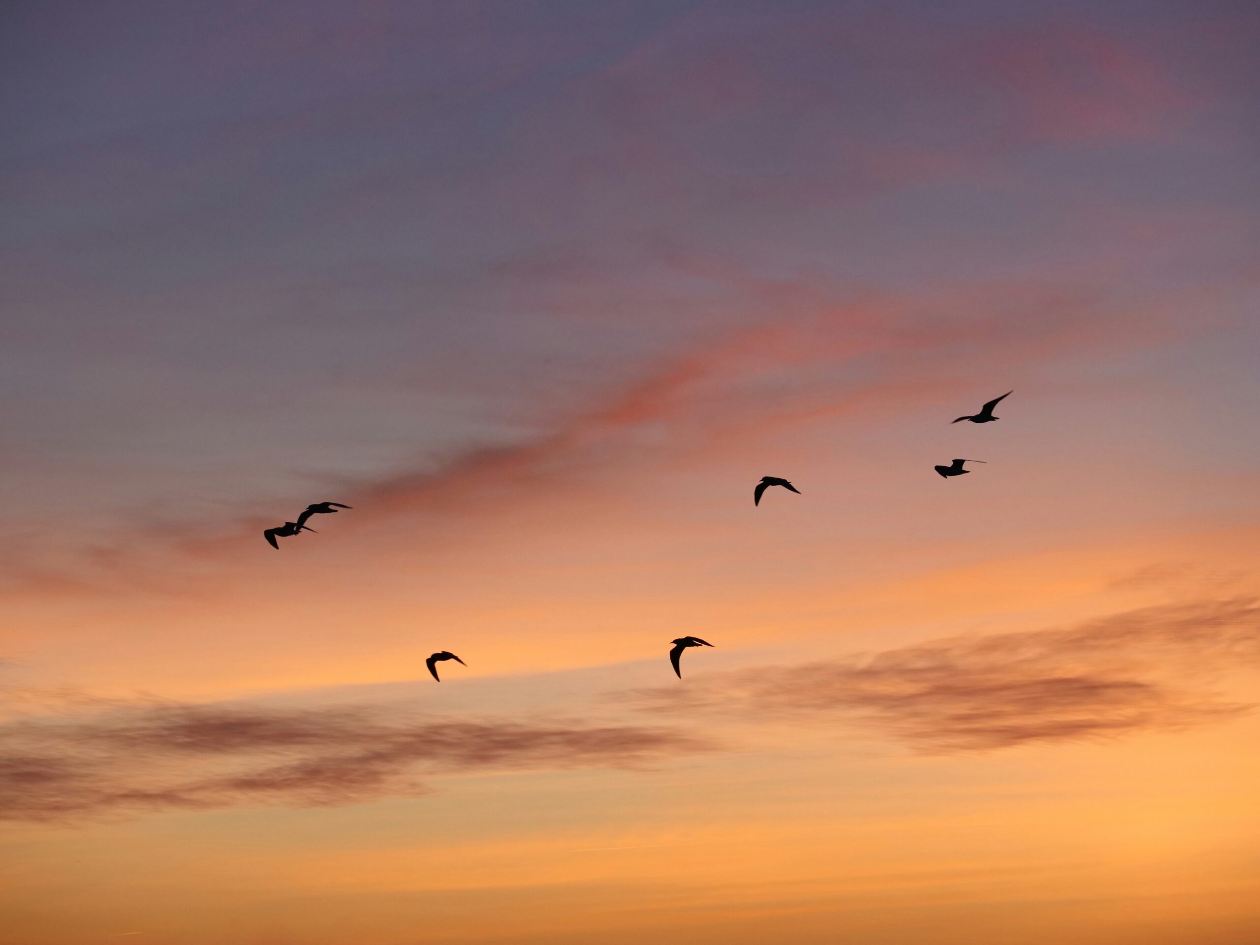 Birds flying in a twilight sky with orange clouds